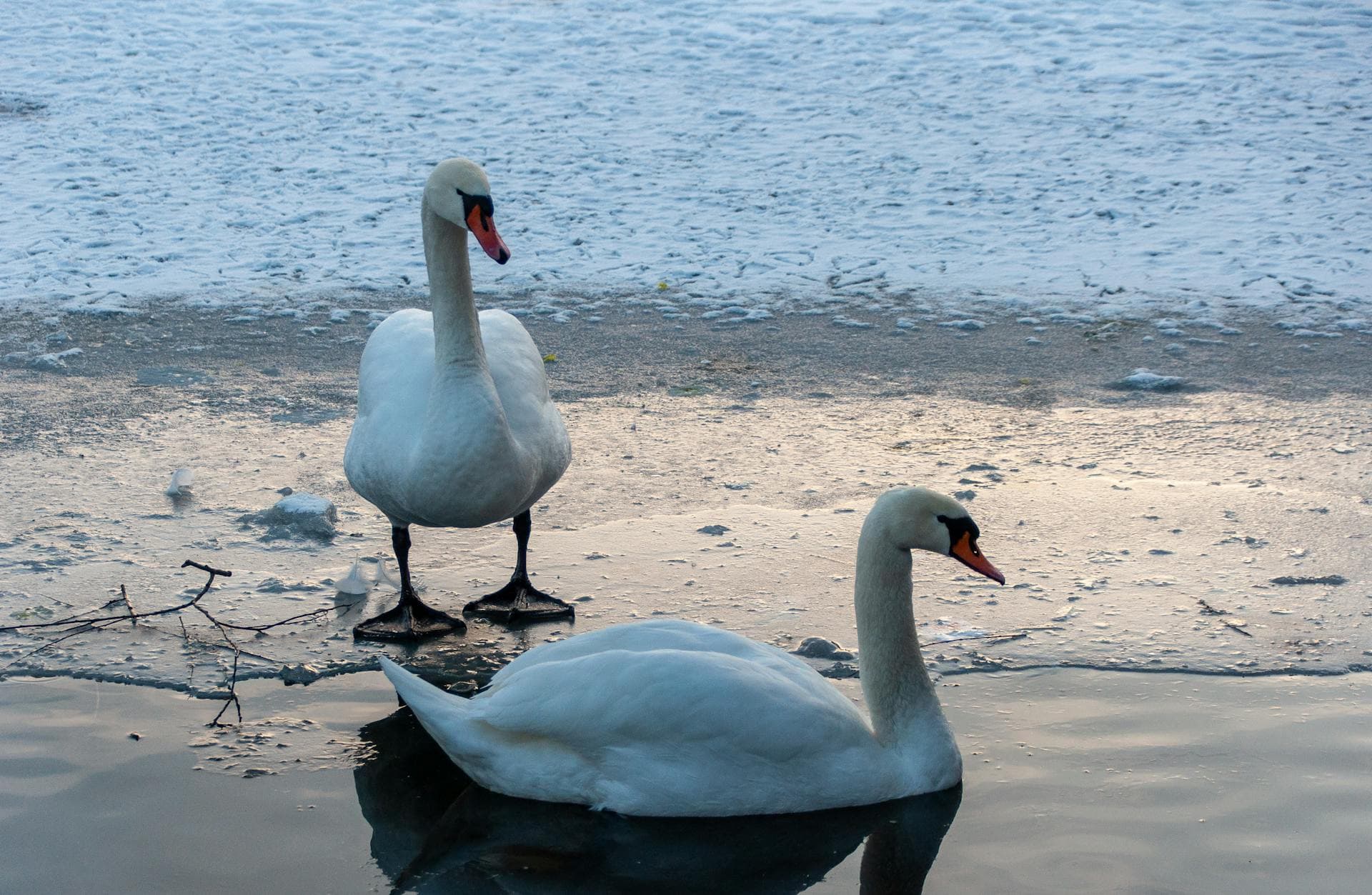 Partnerschaftscoaching