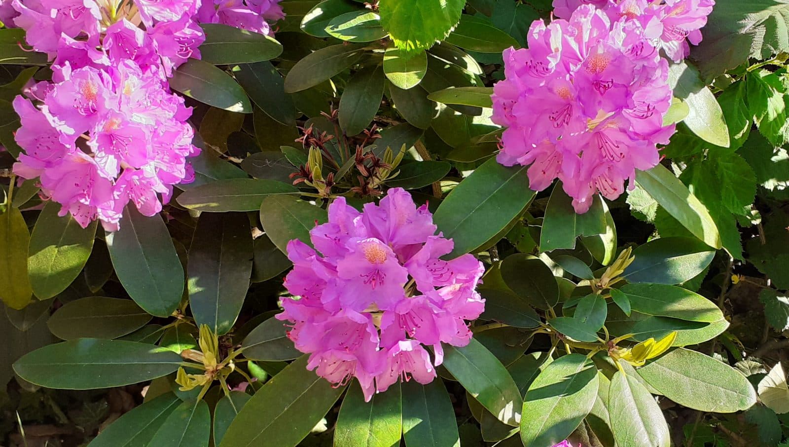 Blumen für alle! Willkommen 2021!